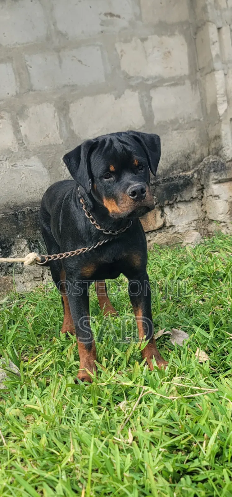 3-6 months Male Purebred Rottweiler