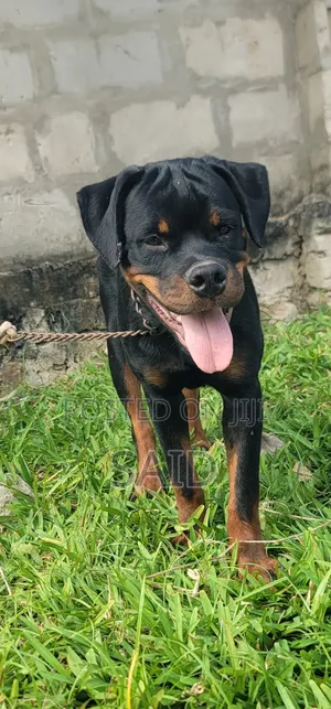 3-6 months Male Purebred Rottweiler