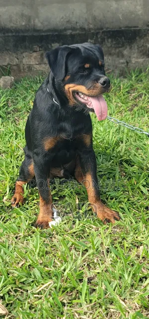 3-6 months Male Purebred Rottweiler