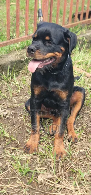 3-6 months Male Purebred Rottweiler