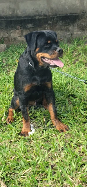 3-6 months Male Purebred Rottweiler