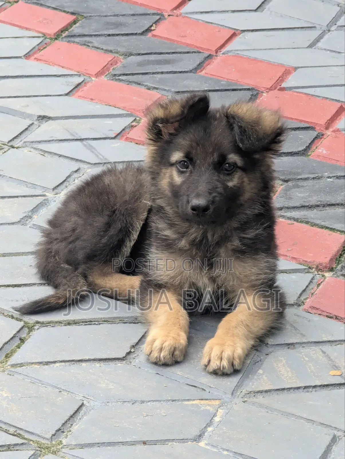1-3 months Male Purebred German Shepherd