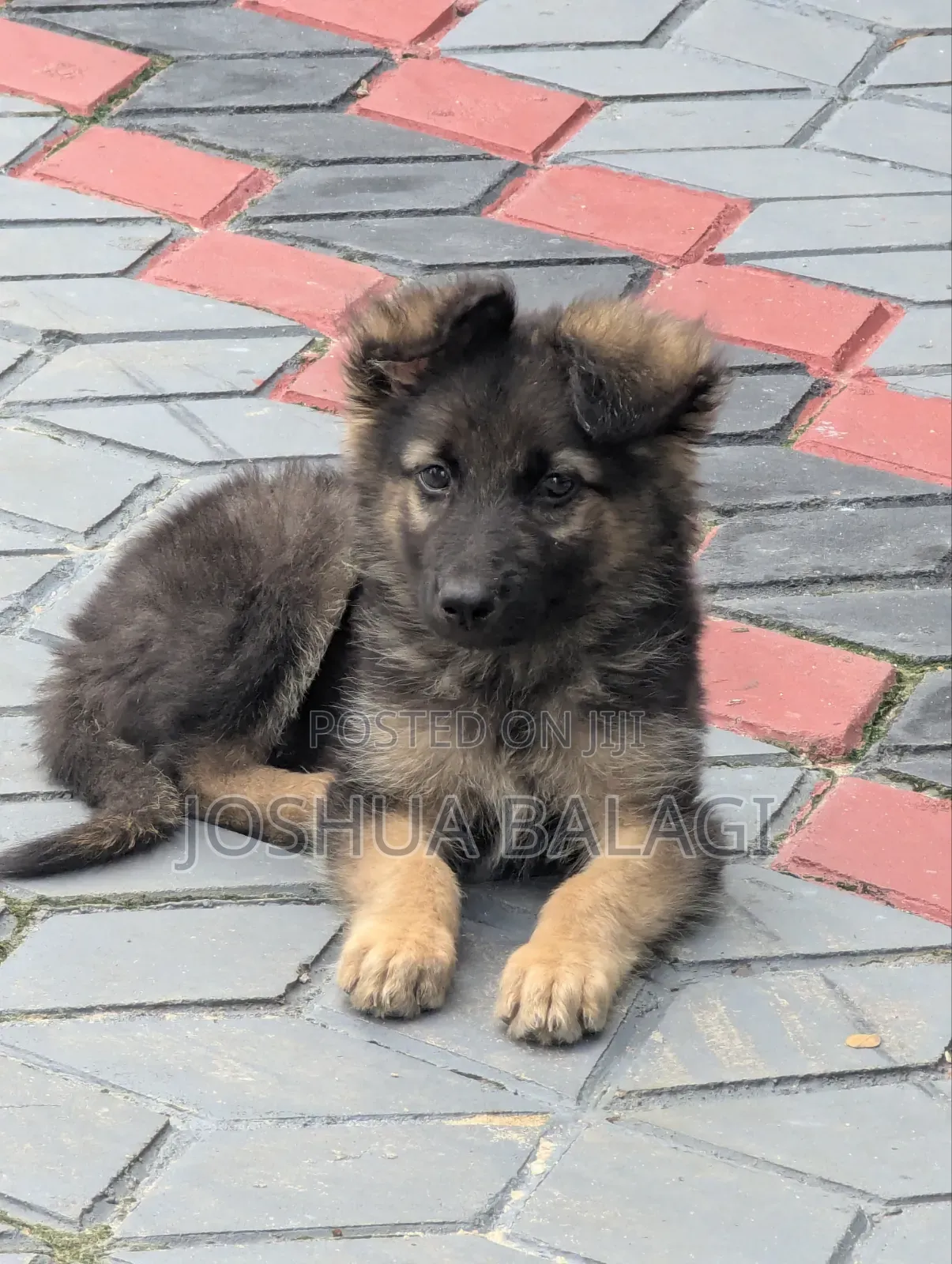 1-3 months Male Purebred German Shepherd