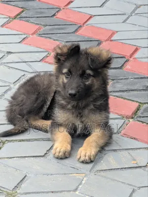 1-3 months Male Purebred German Shepherd