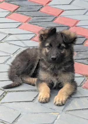 1-3 months Male Purebred German Shepherd