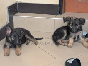 1-3 months Female Purebred German Shepherd