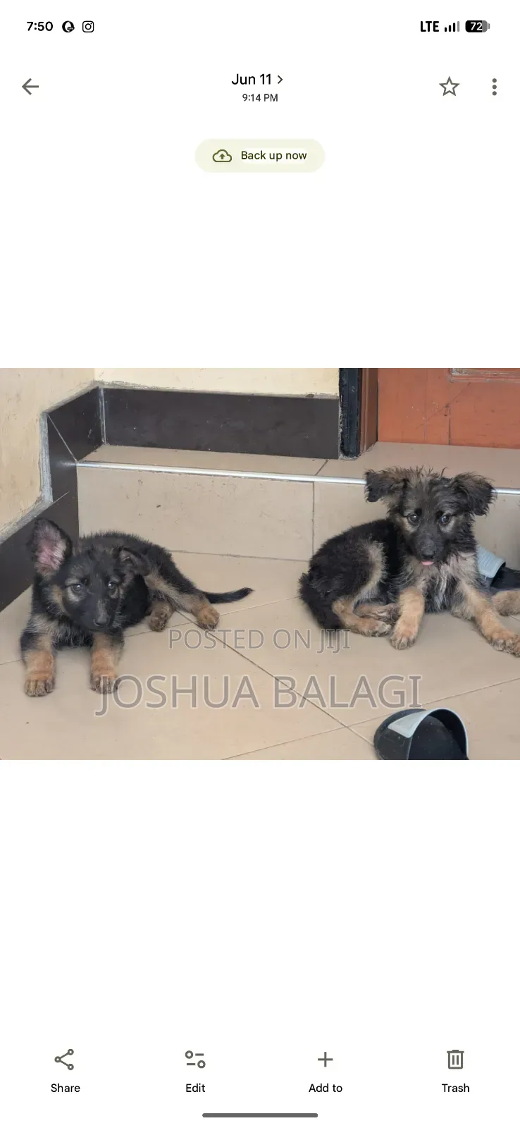 1-3 months Female Purebred German Shepherd
