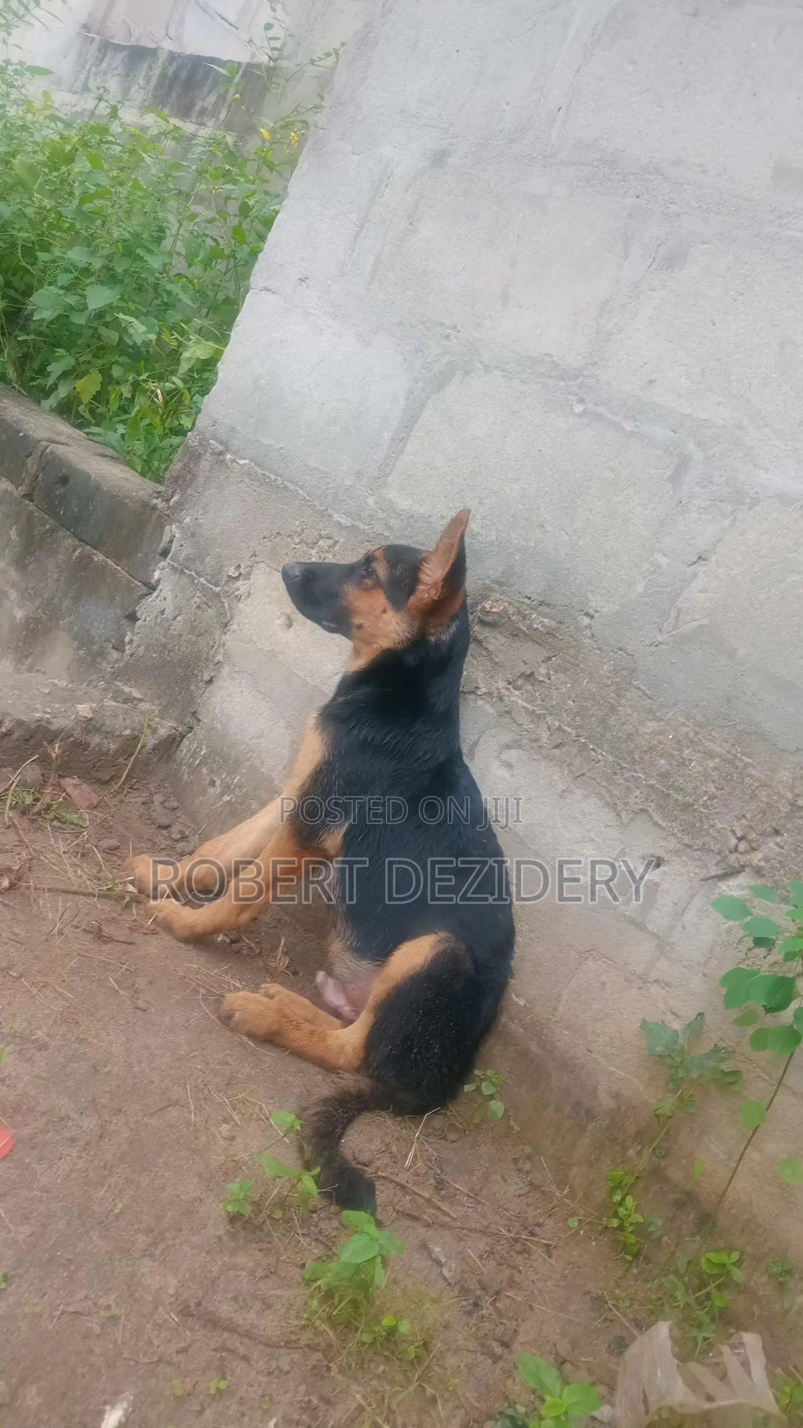 3-6 months Male Purebred German Shepherd