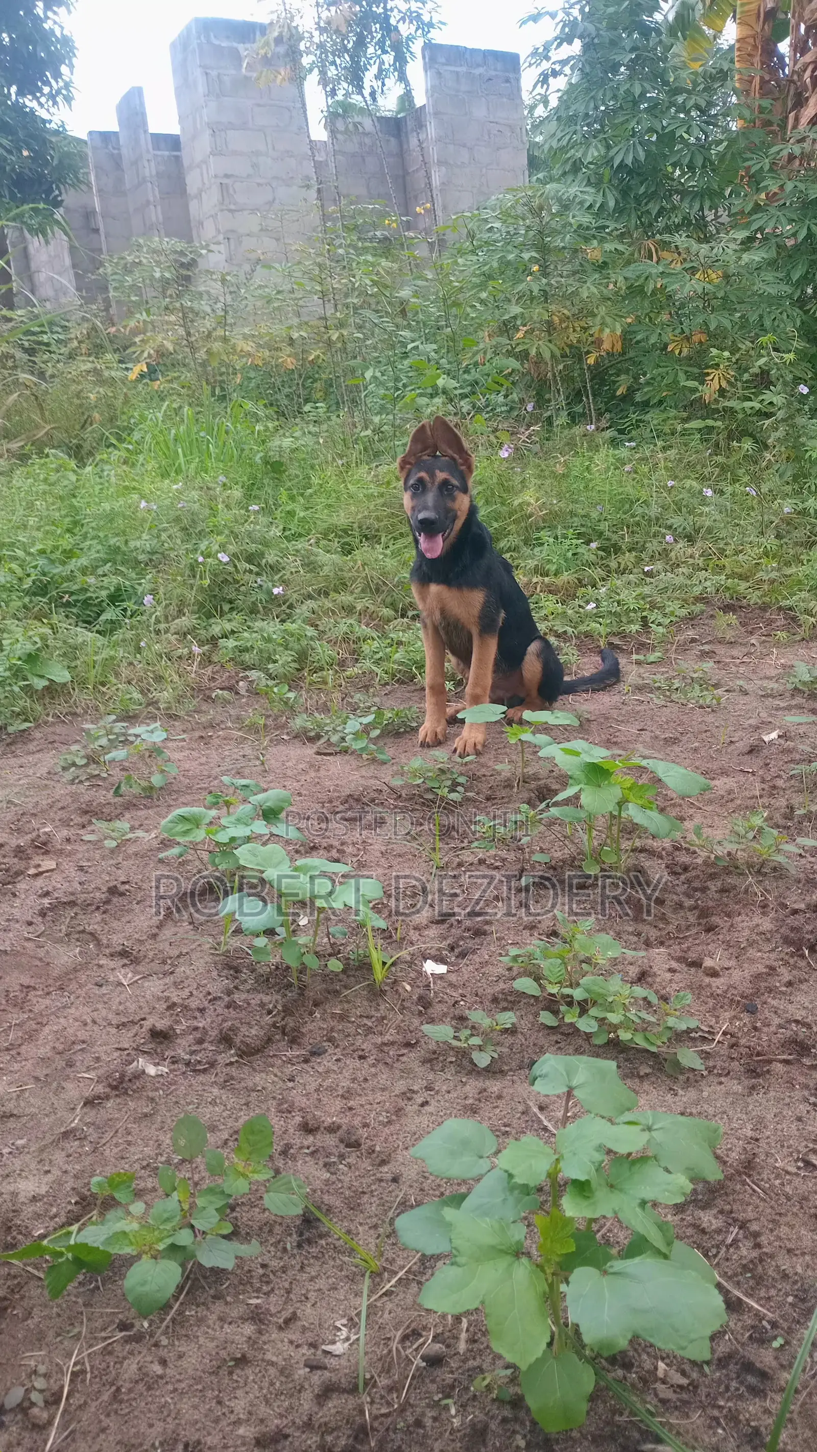 3-6 months Male Purebred German Shepherd