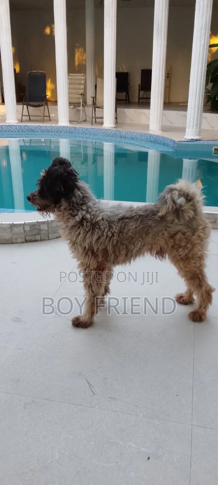 3-6 months Male Purebred Maltese