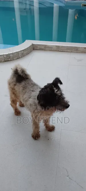 3-6 months Male Purebred Maltese