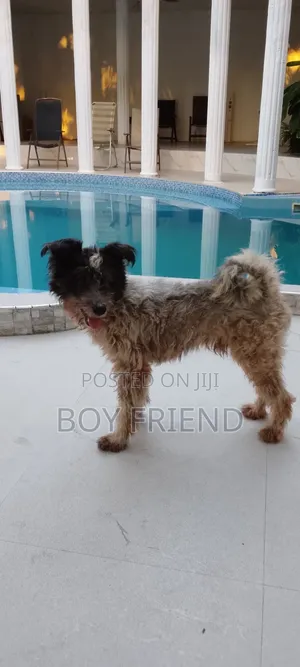 3-6 months Male Purebred Maltese