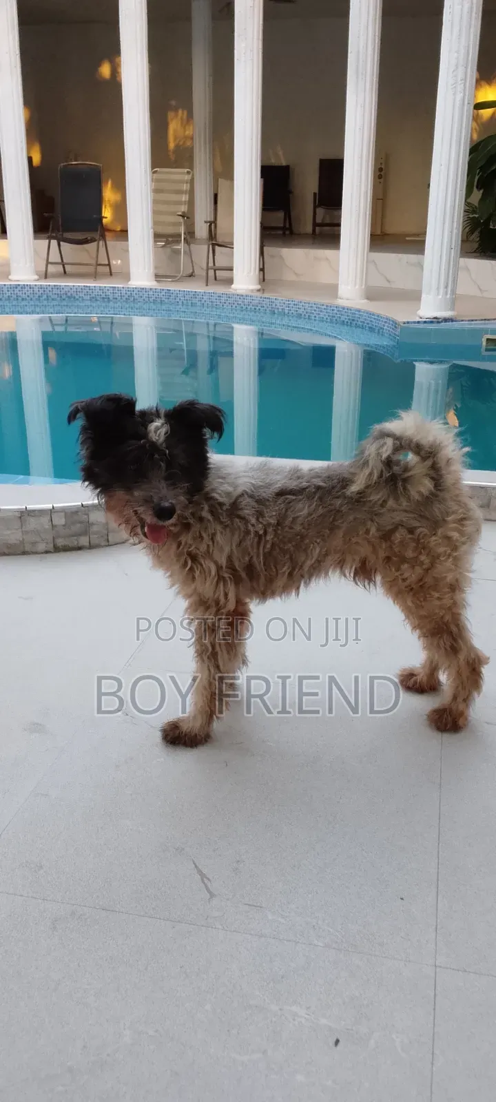 3-6 months Male Purebred Maltese