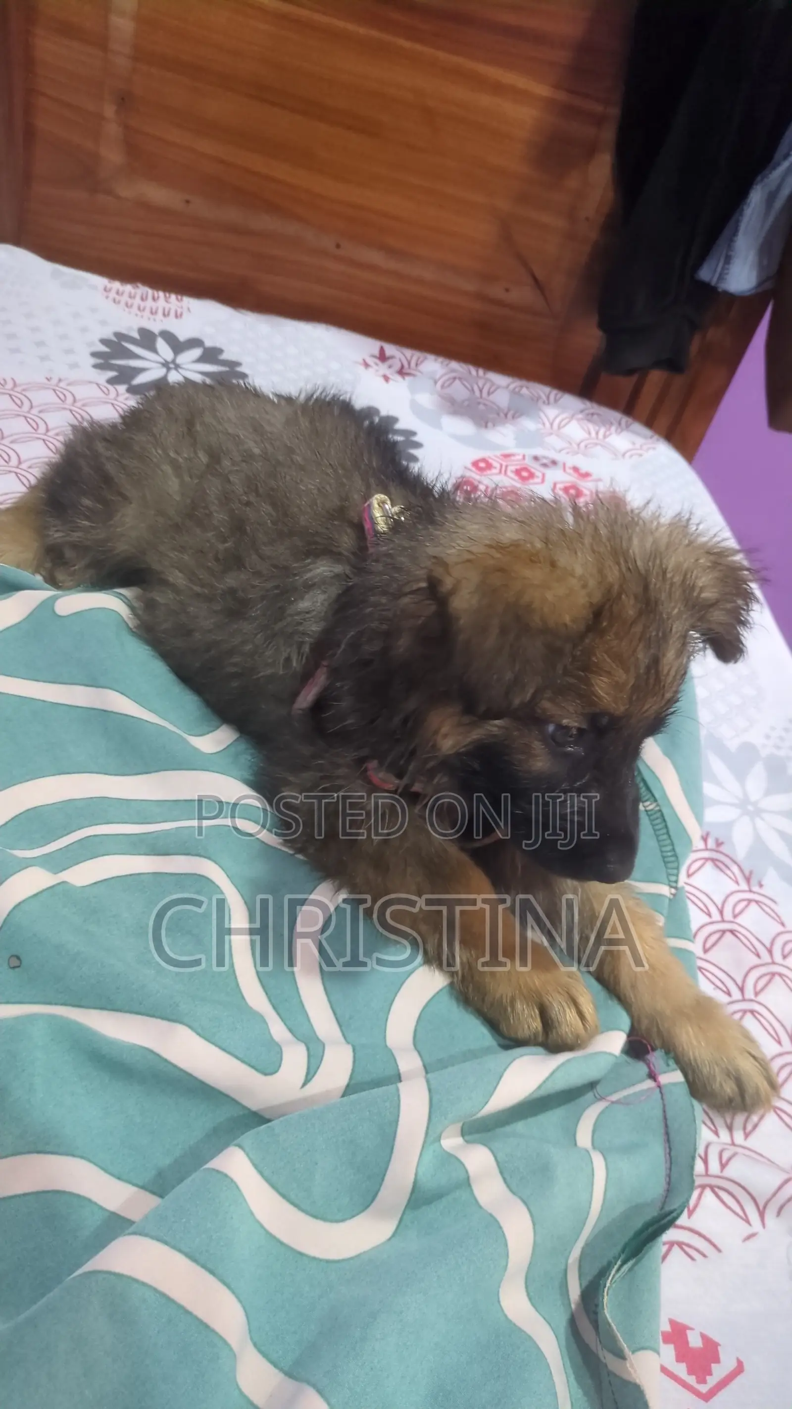 1-3 months Female Purebred German Shepherd