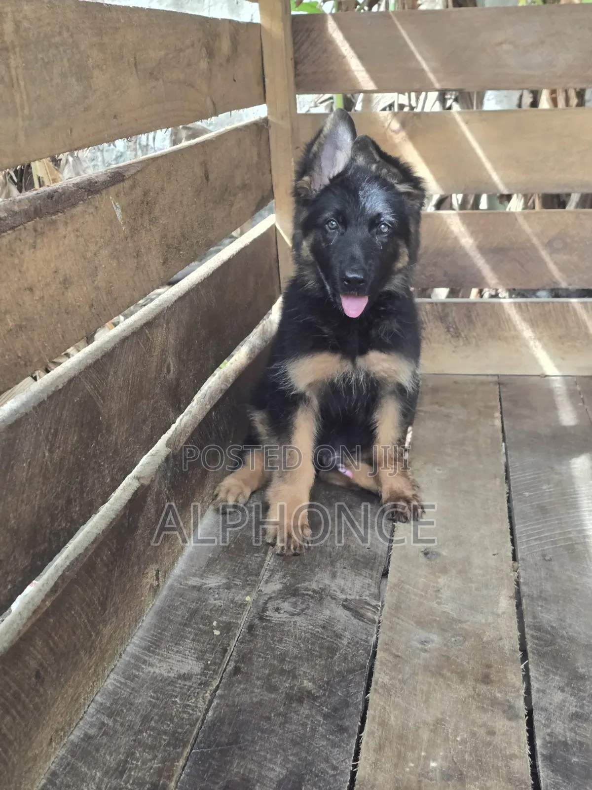 1-3 months Male Purebred German Shepherd