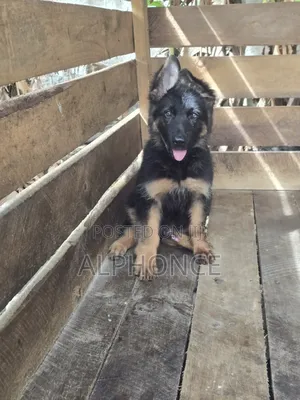 1-3 months Male Purebred German Shepherd