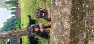 1-3 months Male Purebred German Shepherd
