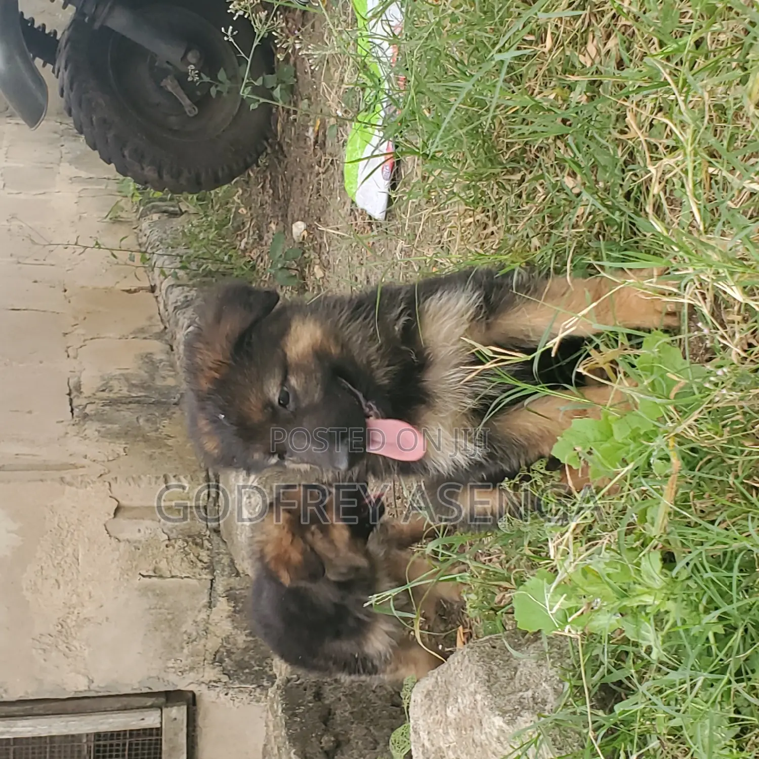 1-3 months Male Purebred German Shepherd