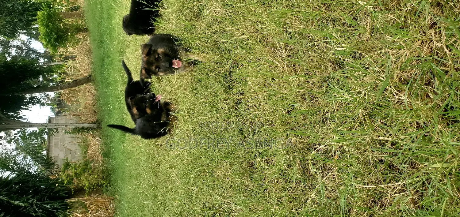 1-3 months Male Purebred German Shepherd