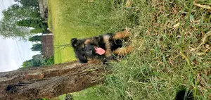 1-3 months Male Purebred German Shepherd