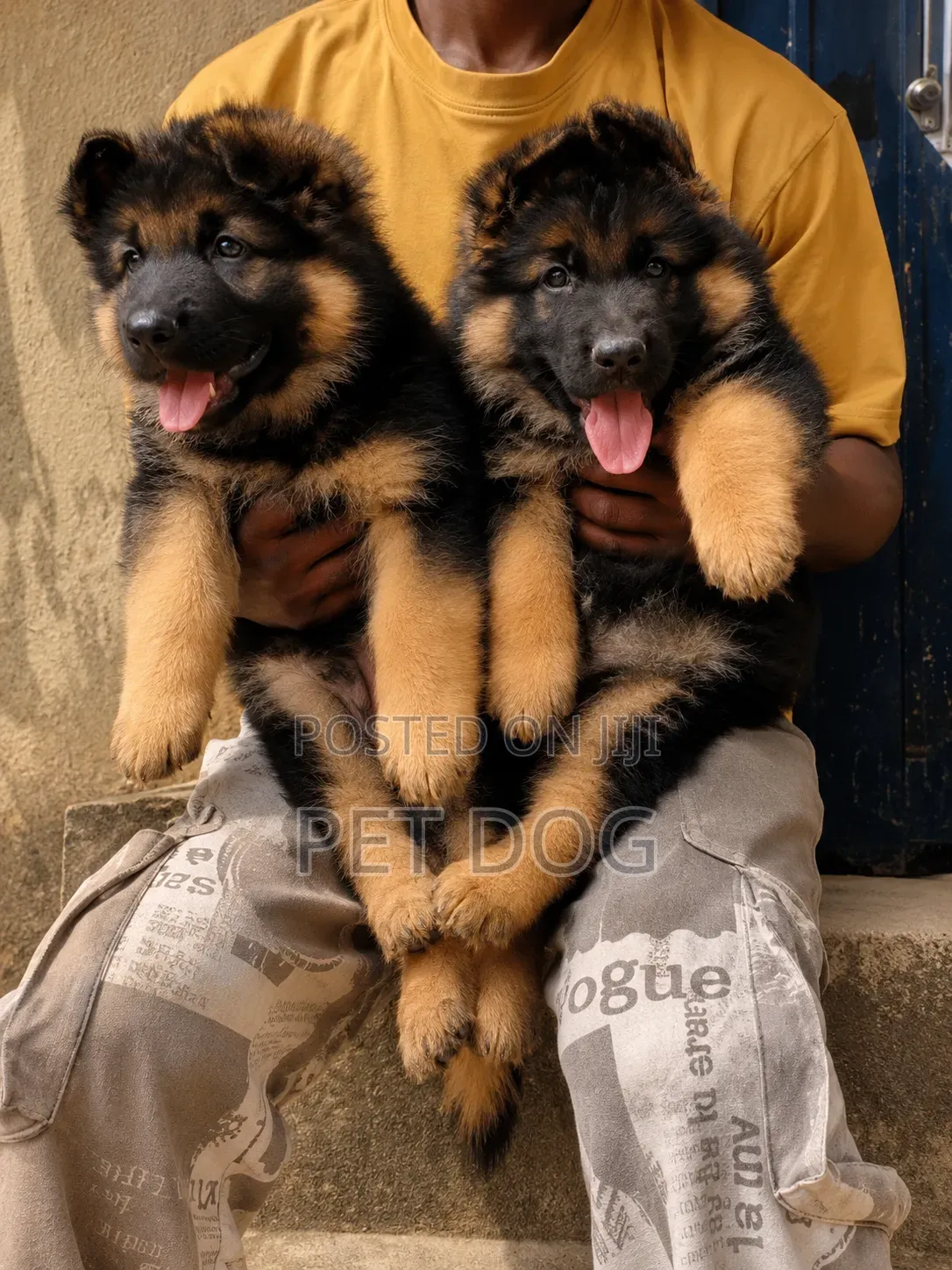1-3 months Male Purebred German Shepherd