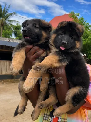 1-3 months Male Purebred German Shepherd
