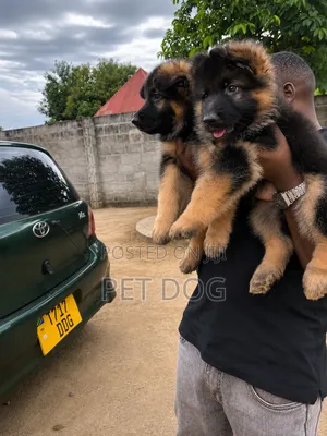 1-3 months Male Purebred German Shepherd
