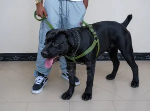 6-12 months Male Purebred Boerboel