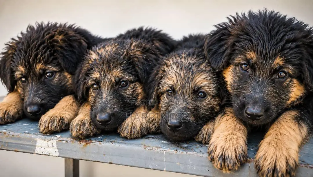 1-3 months Male Purebred German Shepherd