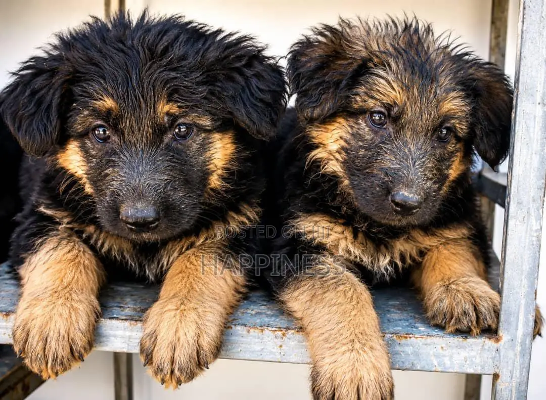 1-3 months Male Purebred German Shepherd