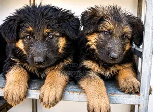 1-3 months Male Purebred German Shepherd