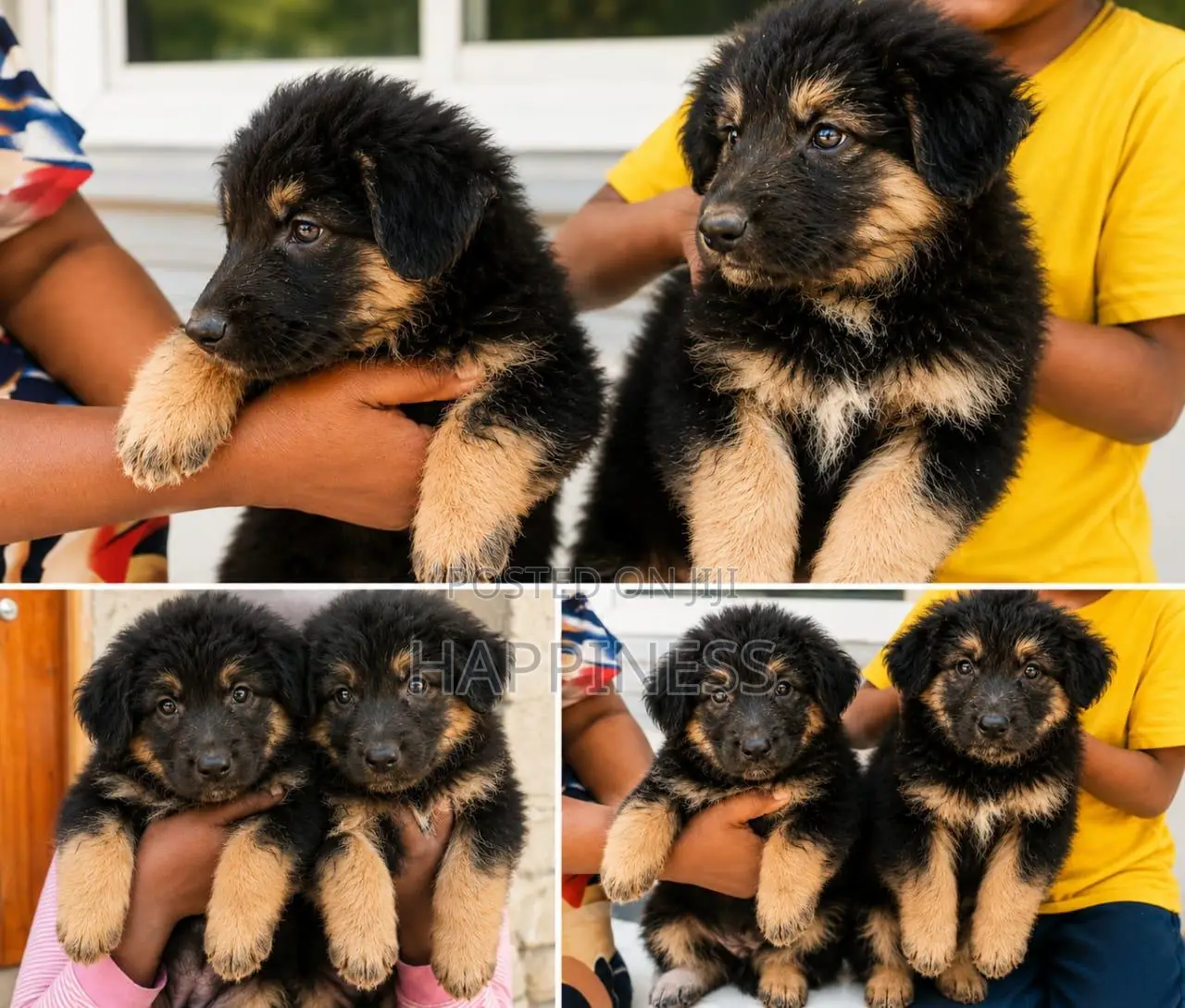1-3 months Male Purebred German Shepherd