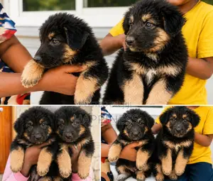 1-3 months Male Purebred German Shepherd