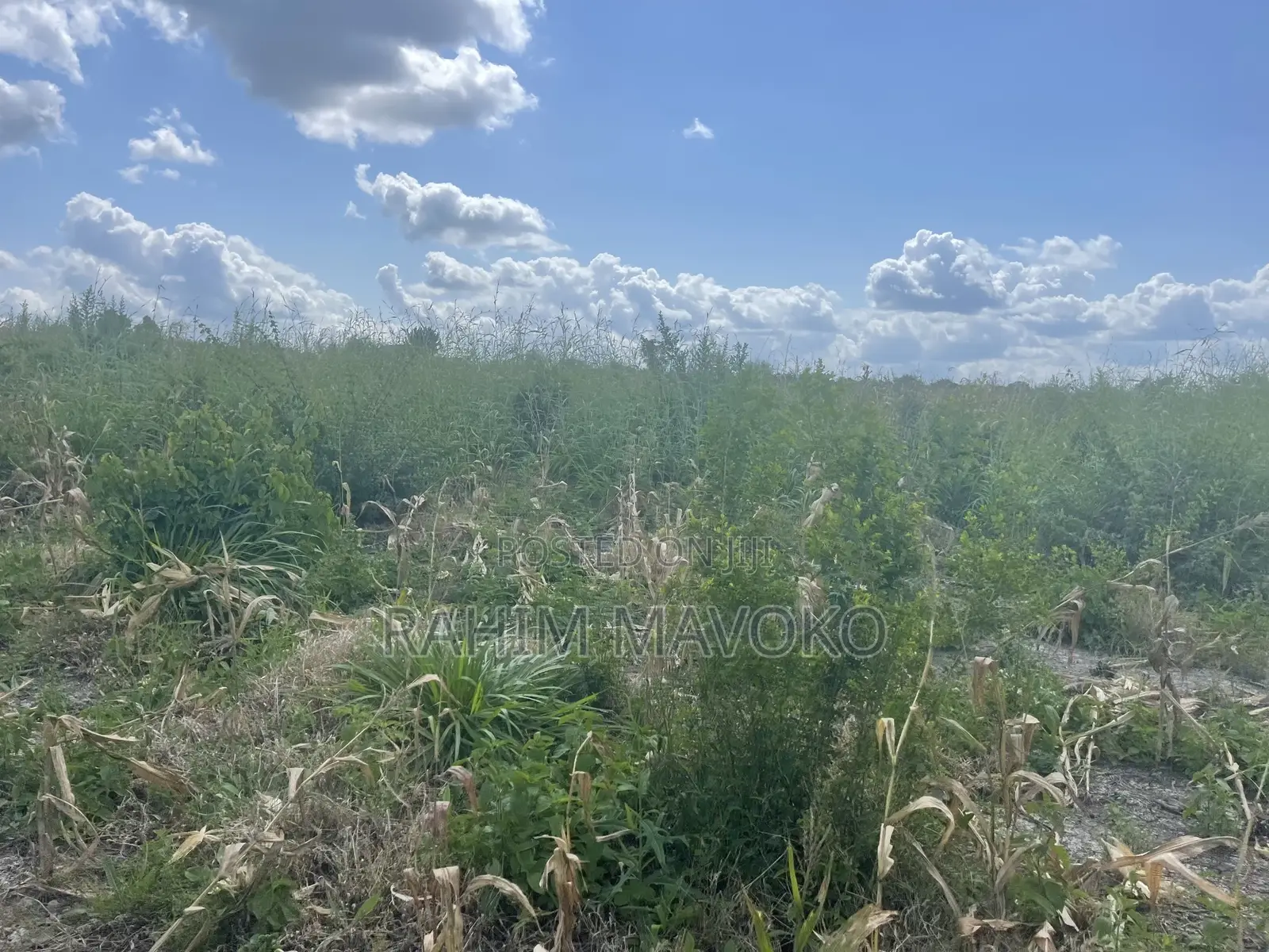 Shamba Linauzwa Kiwangwa Bago Lenye Hati Miliki