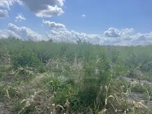 Shamba Linauzwa Kiwangwa Bago Lenye Hati Miliki