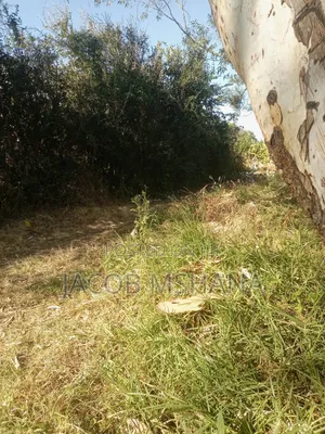 Ekari 62 Zipo Ifunda