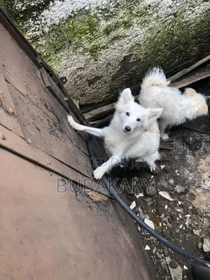 6-12 months Male Purebred Alabai
