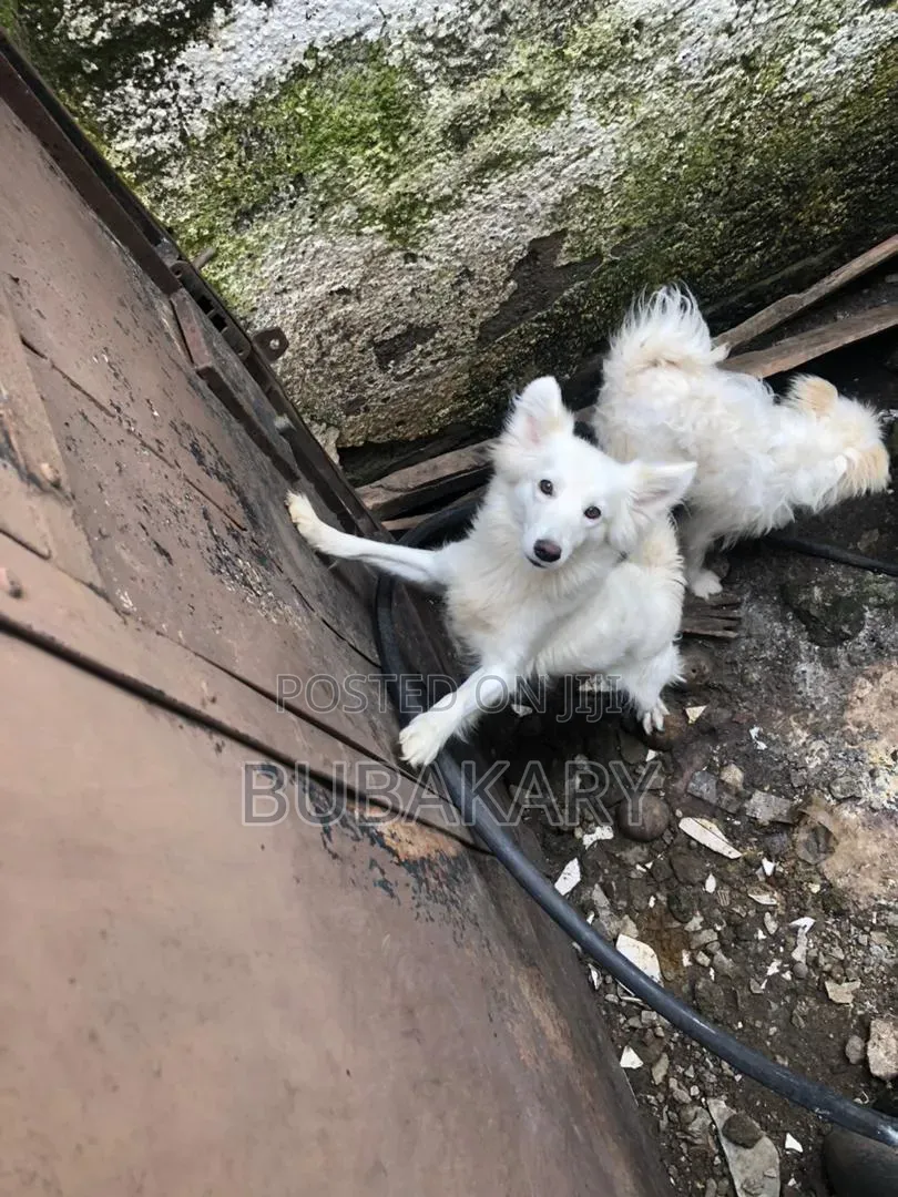 6-12 months Male Purebred Alabai