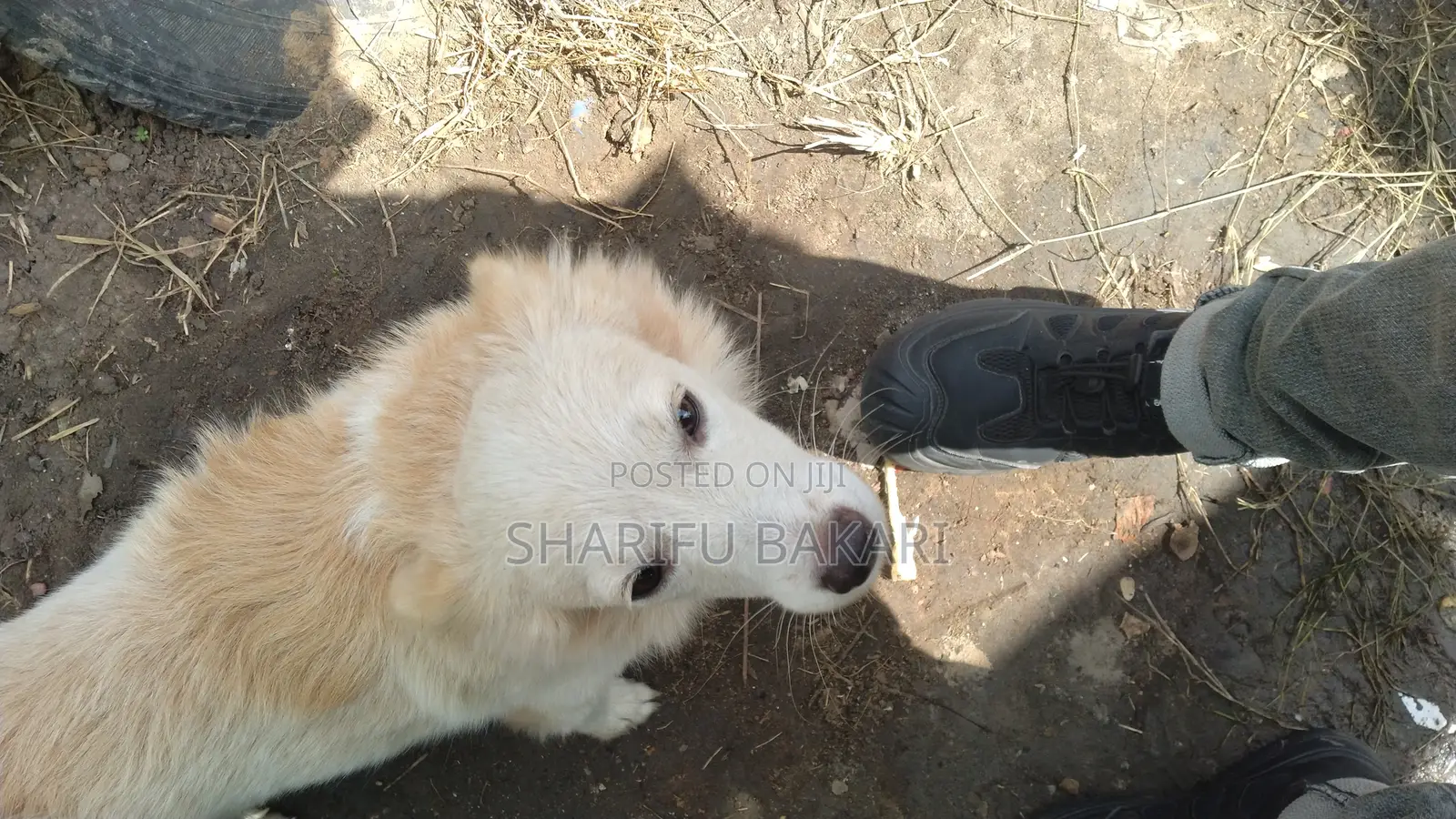 6-12 months Female Purebred American Eskimo