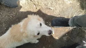 6-12 months Female Purebred American Eskimo