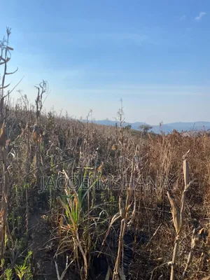 Shamba Linauzwa Lipo Wilaya Ya Kilolo
