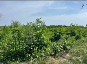 2000 Acres Farm With Songas Gas Access and Nearby River