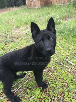 1-3 months Female Purebred German Shepherd