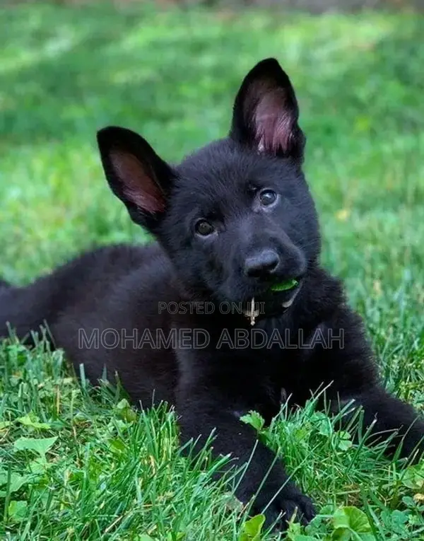 1-3 months Female Purebred German Shepherd