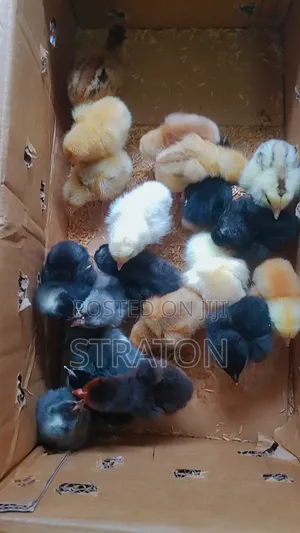 Vifaranga Vya Broiler,Layers Na Chotara (Sasso Na Kroiler)