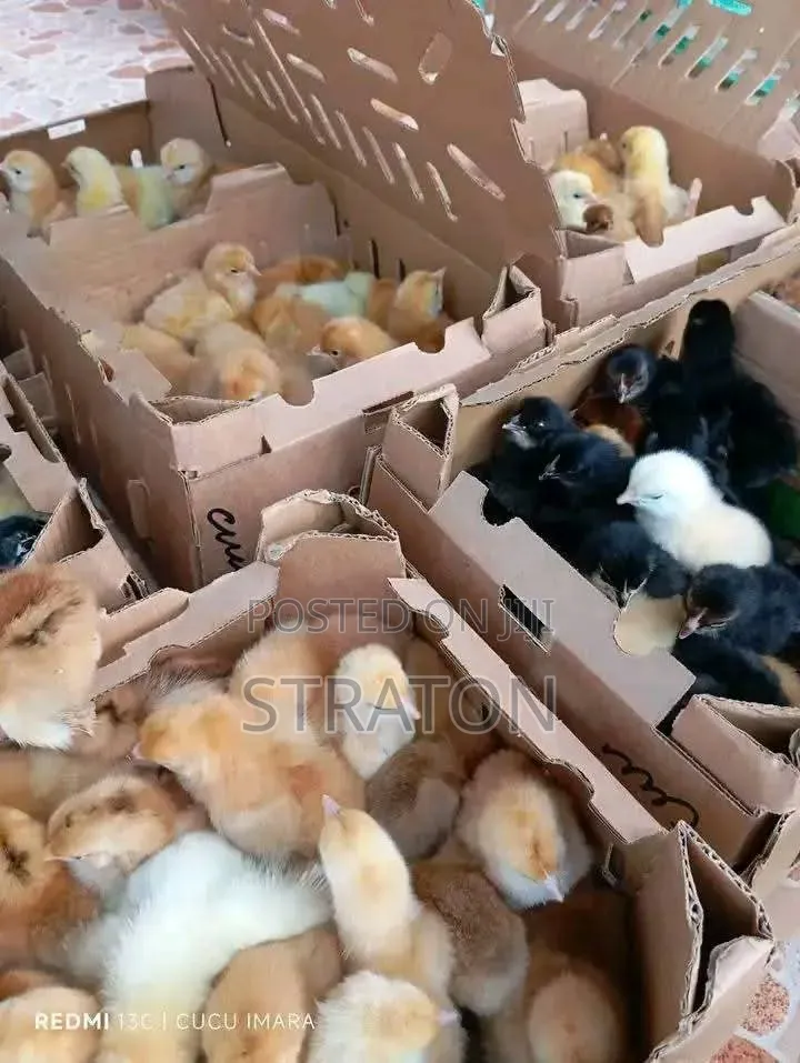 Vifaranga Vya Broiler,Layers Na Chotara (Sasso Na Kroiler)