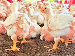 Vifaranga Vya Broiler,Layers Na Chotara (Sasso Na Kroiler)