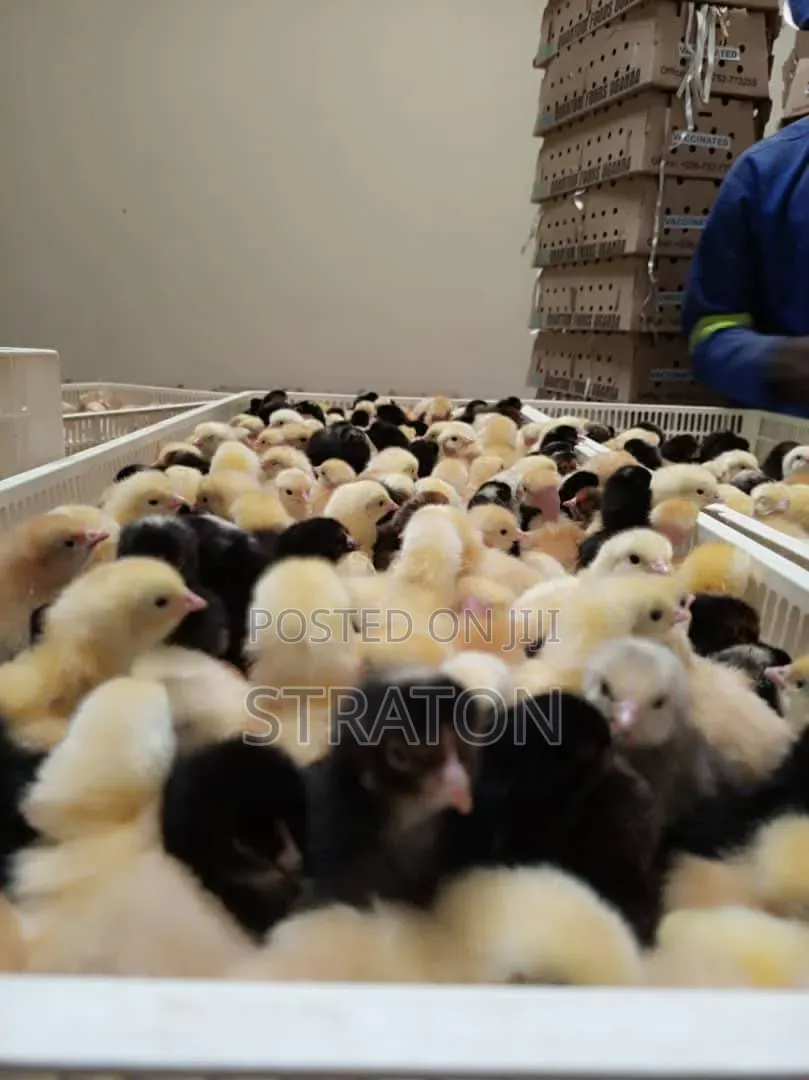 Vifaranga Vya Broiler,Layers Na Chotara (Sasso Na Kroiler)