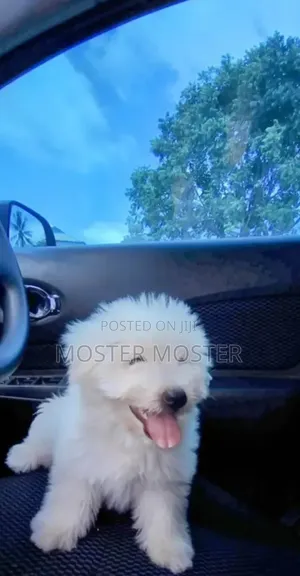 3-6 months Male Purebred Maltese