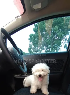 3-6 months Male Purebred Maltese